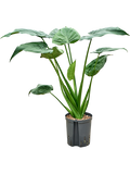 Alocasia cucullata – ±65 cm – Grote groene kamerplant met tropische uitstraling