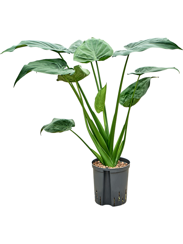 Alocasia cucullata – ±65 cm – Grote groene kamerplant met tropische uitstraling