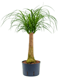 Beaucarnea recurvata – Makkelijke Kamerplant met Dikke Stam (Olifantspoot)