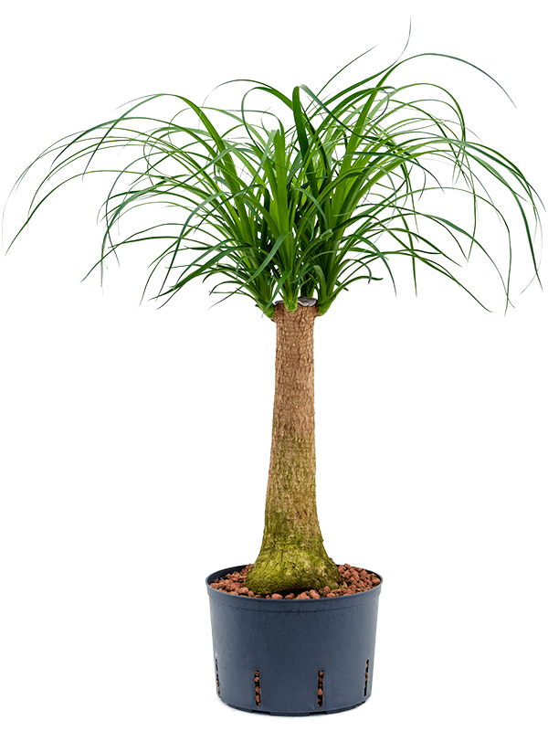 Beaucarnea recurvata – Makkelijke Kamerplant met Dikke Stam (Olifantspoot)