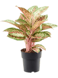 Aglaonema ‘Painted Celebration’ – Kleurrijke Kamerplant met Roze en Zilveren Bladeren