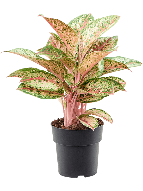 Aglaonema ‘Painted Celebration’ – Kleurrijke Kamerplant met Roze en Zilveren Bladeren