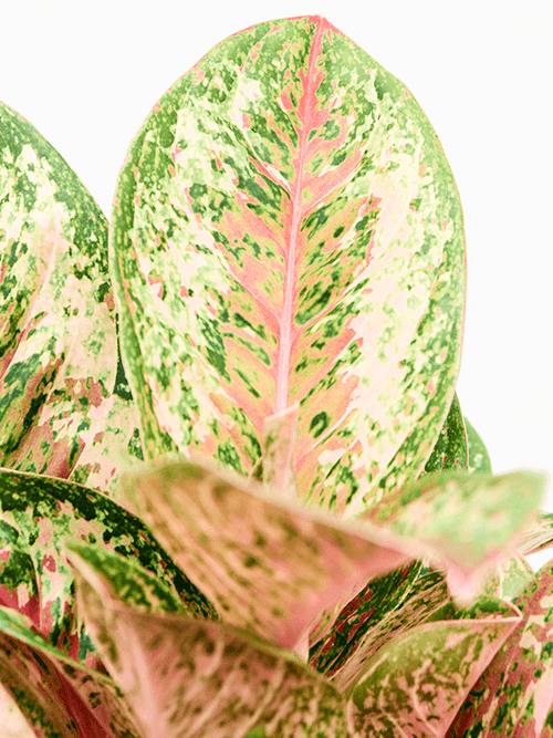 Aglaonema ‘Painted Celebration’ – Kleurrijke Kamerplant met Roze en Zilveren Bladeren