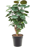 Polyscias ‘Fabian’ – Luxe Kamerplant met Donker Blad en Sterke Stam