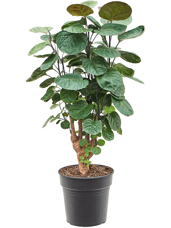 Polyscias ‘Fabian’ – Luxe Kamerplant met Donker Blad en Sterke Stam