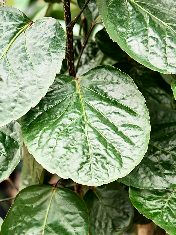 Polyscias ‘Fabian’ – Luxe Kamerplant met Donker Blad en Sterke Stam