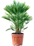 Chamaerops humilis – Winterharde Dwergpalm van 90cm voor Tuin, Balkon of Terras