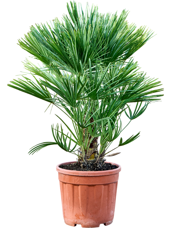 Chamaerops humilis – Winterharde Dwergpalm van 90cm voor Tuin, Balkon of Terras