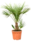Chamaerops humilis – Winterharde Dwergpalm van 100 cm voor Tuin of Terras