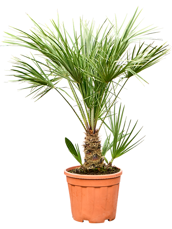 Chamaerops humilis – Winterharde Dwergpalm van 100 cm voor Tuin of Terras