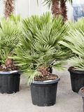 Chamaerops Vulcano – Winterharde Dwergpalm (80–100 cm)