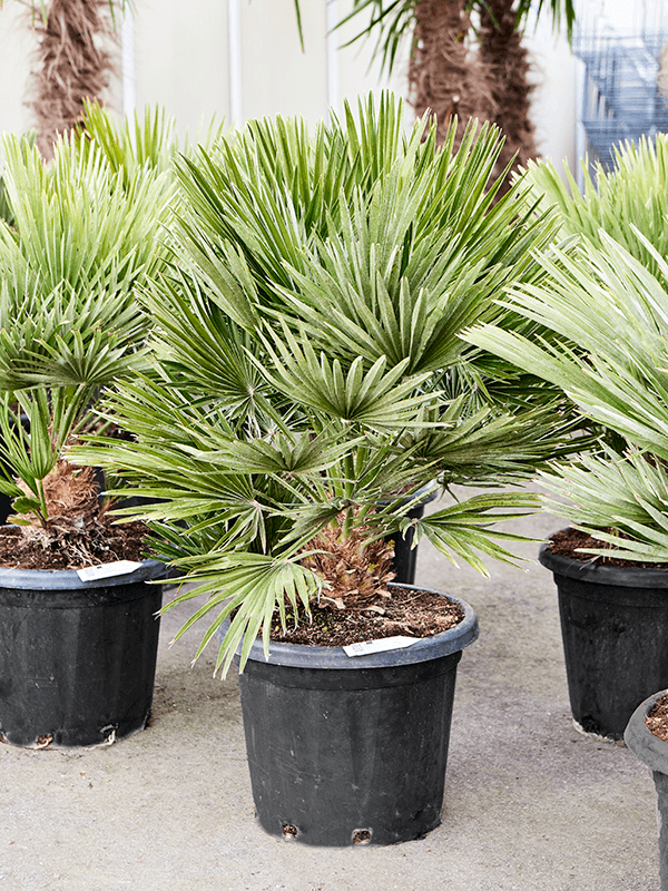 Chamaerops Vulcano – Winterharde Dwergpalm (80–100 cm)