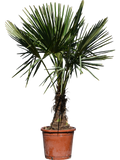 Trachycarpus fortunei – Winterharde Palm van 130–160 cm voor Tuin of Terras