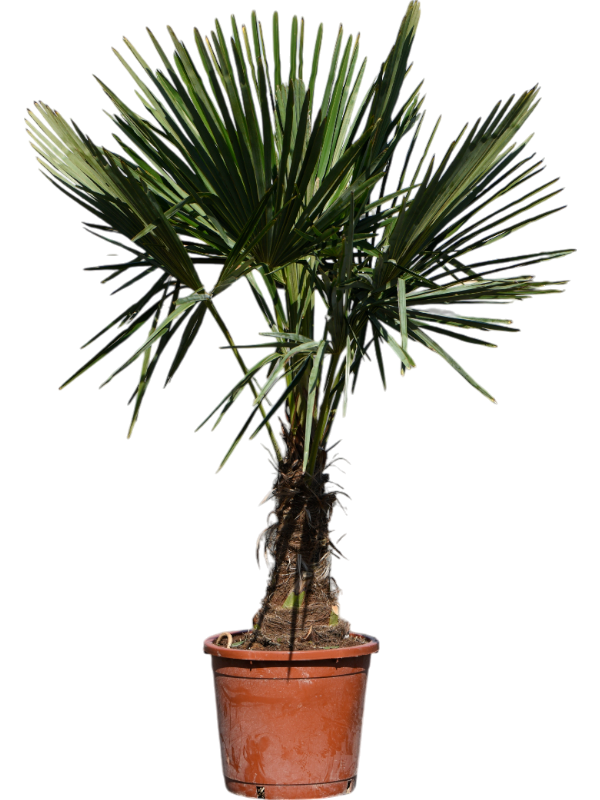 Trachycarpus fortunei – Winterharde Palm van 130–160 cm voor Tuin of Terras