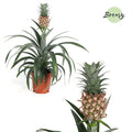 Ananas Mi Amigo – Tropische Kamerplant met Mini Ananas