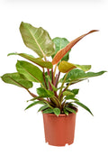 Philodendron ‘Prince of Orange