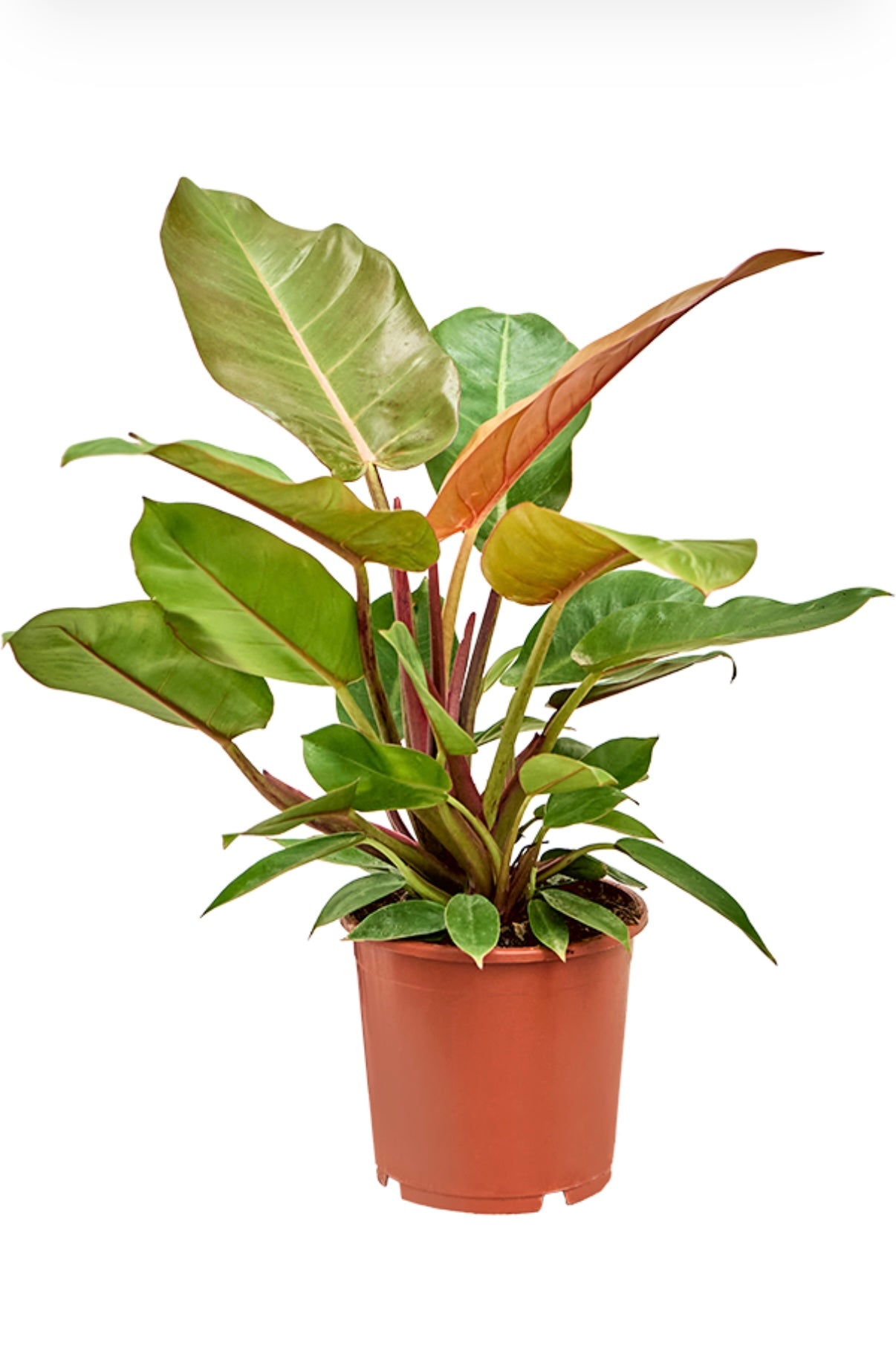 Philodendron ‘Prince of Orange