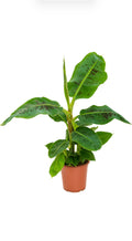 Musa ‘Dwarf Cavendish’ 70cm – Tropische Bananenplant voor een Exotische Sfeer