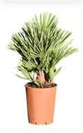 Winterharde Palm – ±35 cm – Tropische uitstraling voor tuin & balkon