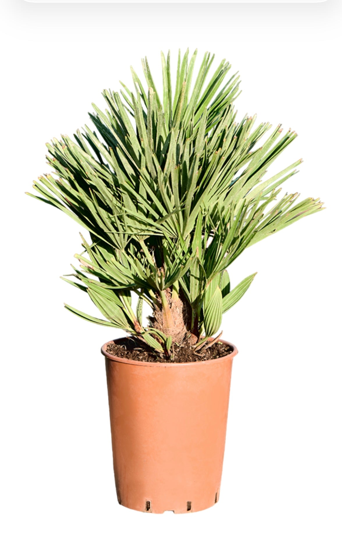 Winterharde Palm – ±35 cm – Tropische uitstraling voor tuin & balkon