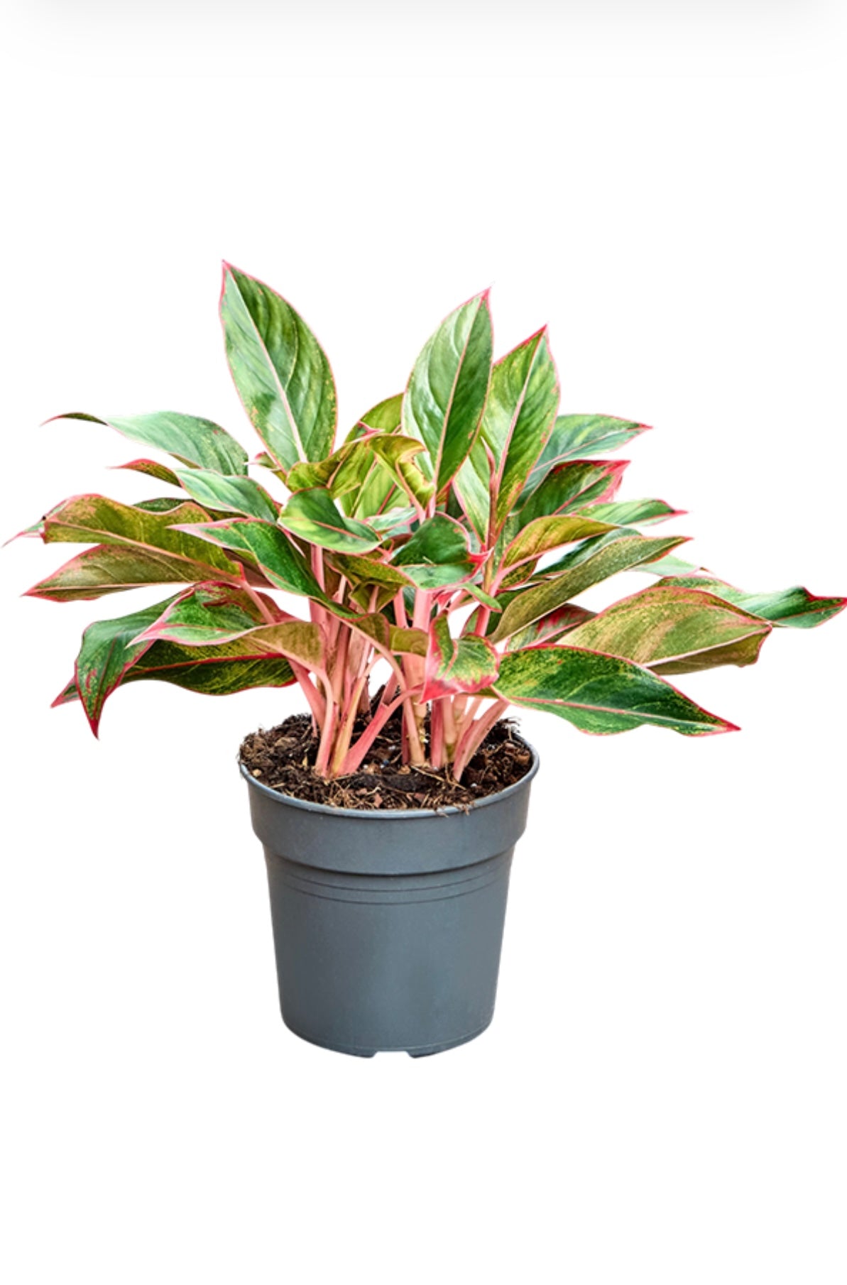Aglaonema ‘Siam Red’ – ±50 cm – Stijlvolle kamerplant met warme rode accenten