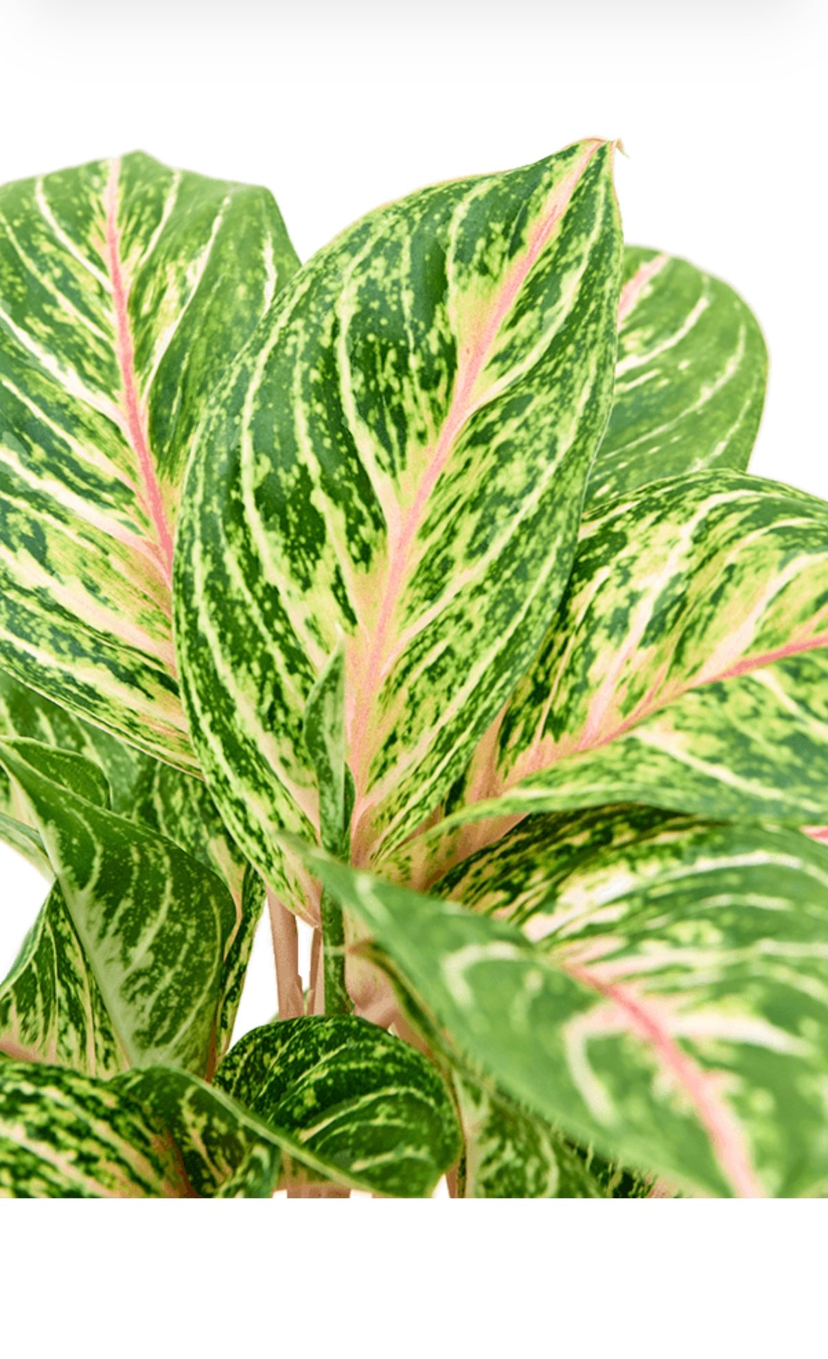 Aglaonema ‘Coco Melon’ – ±50 cm – Kleurrijke kamerplant met unieke roze tinten