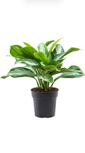 Aglaonema ‘Silver Bay’ – ±50 cm – Grote stijlvolle kamerplant voor elk interieur