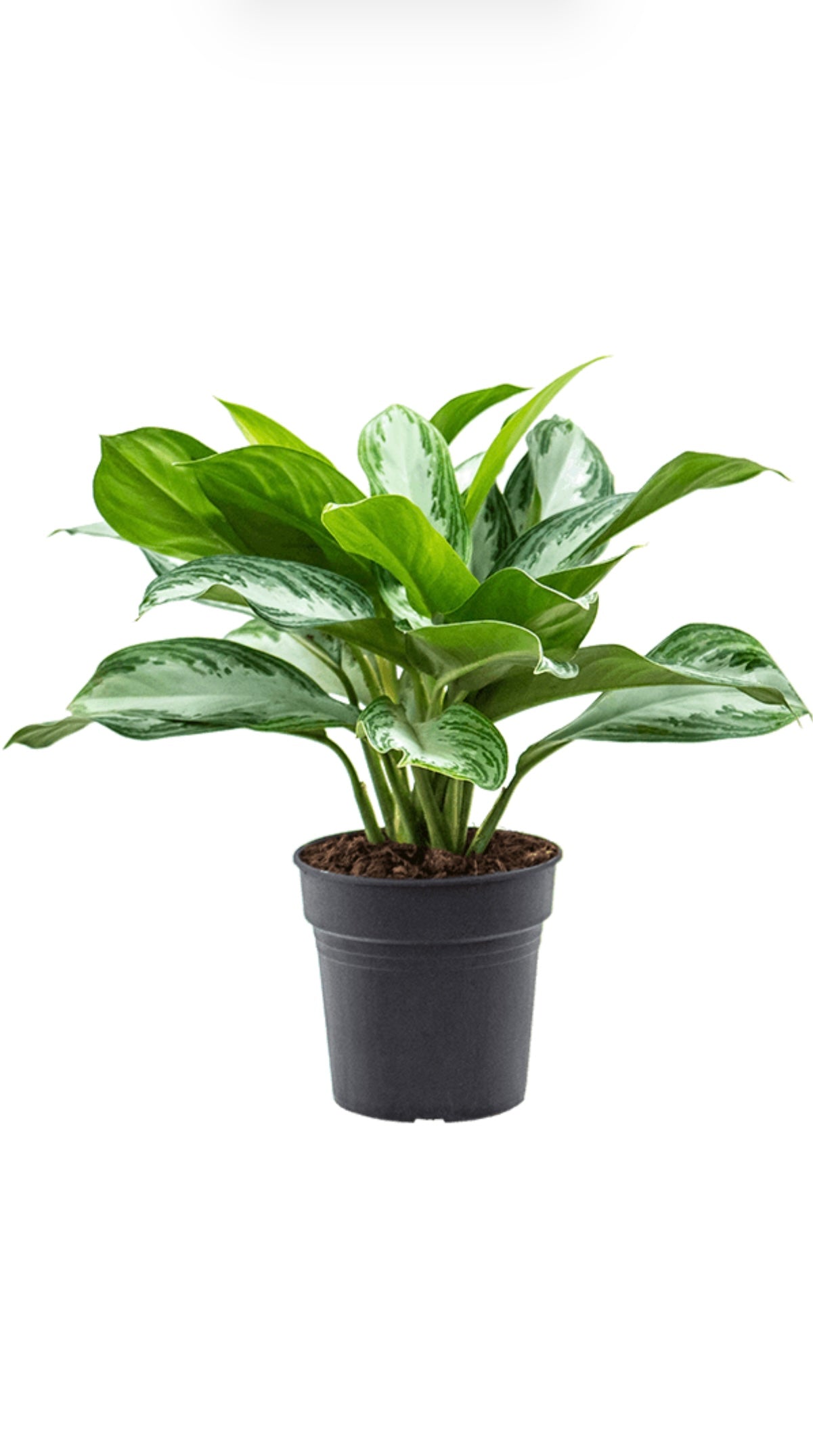 Aglaonema ‘Silver Bay’ – ±50 cm – Grote stijlvolle kamerplant voor elk interieur