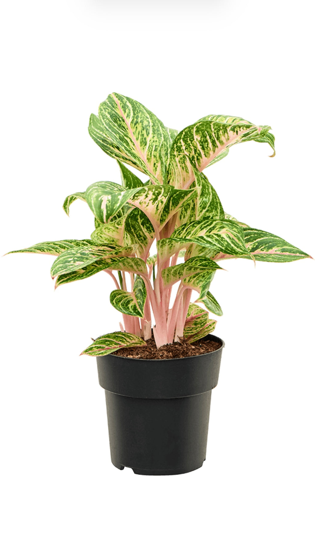 Aglaonema ‘Coco Melon’ – ±50 cm – Kleurrijke kamerplant met unieke roze tinten