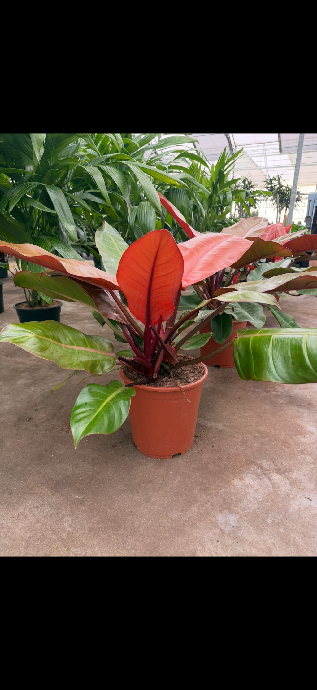 Philodendron ‘Prince of Orange