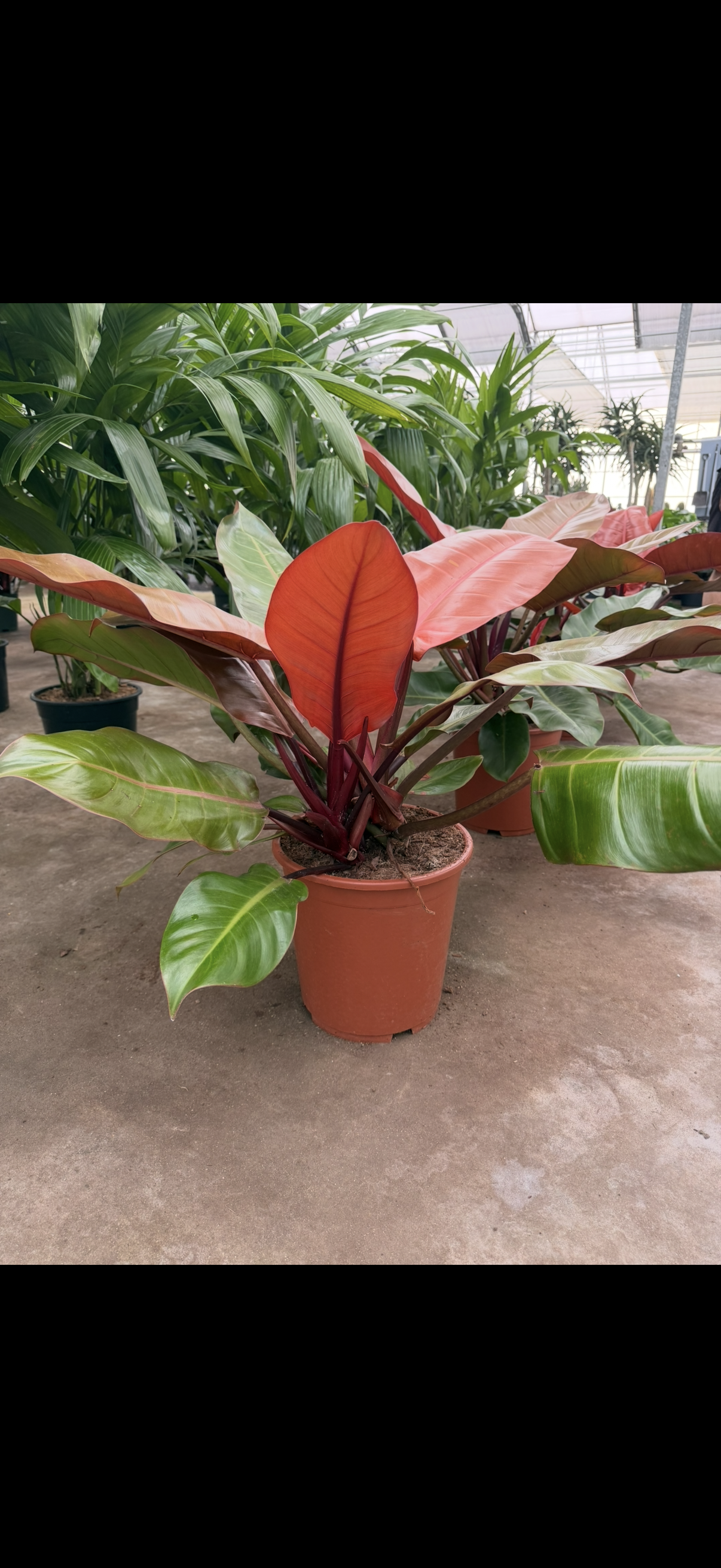 Philodendron ‘Prince of Orange
