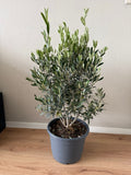 🌿 Olijfboom (70–80 cm) – Volle Mediterrane Blikvanger