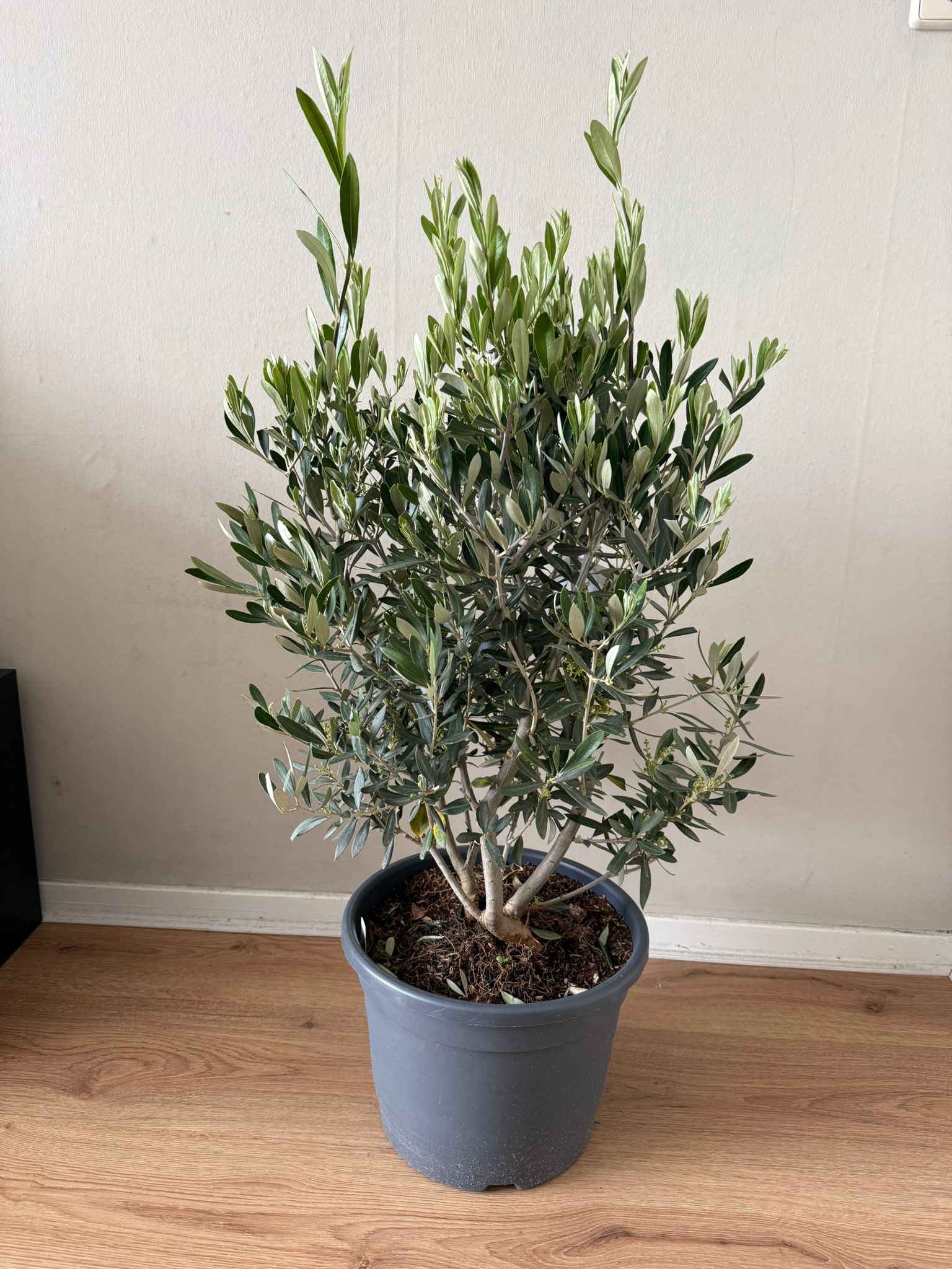 🌿 Olijfboom (70–80 cm) – Volle Mediterrane Blikvanger