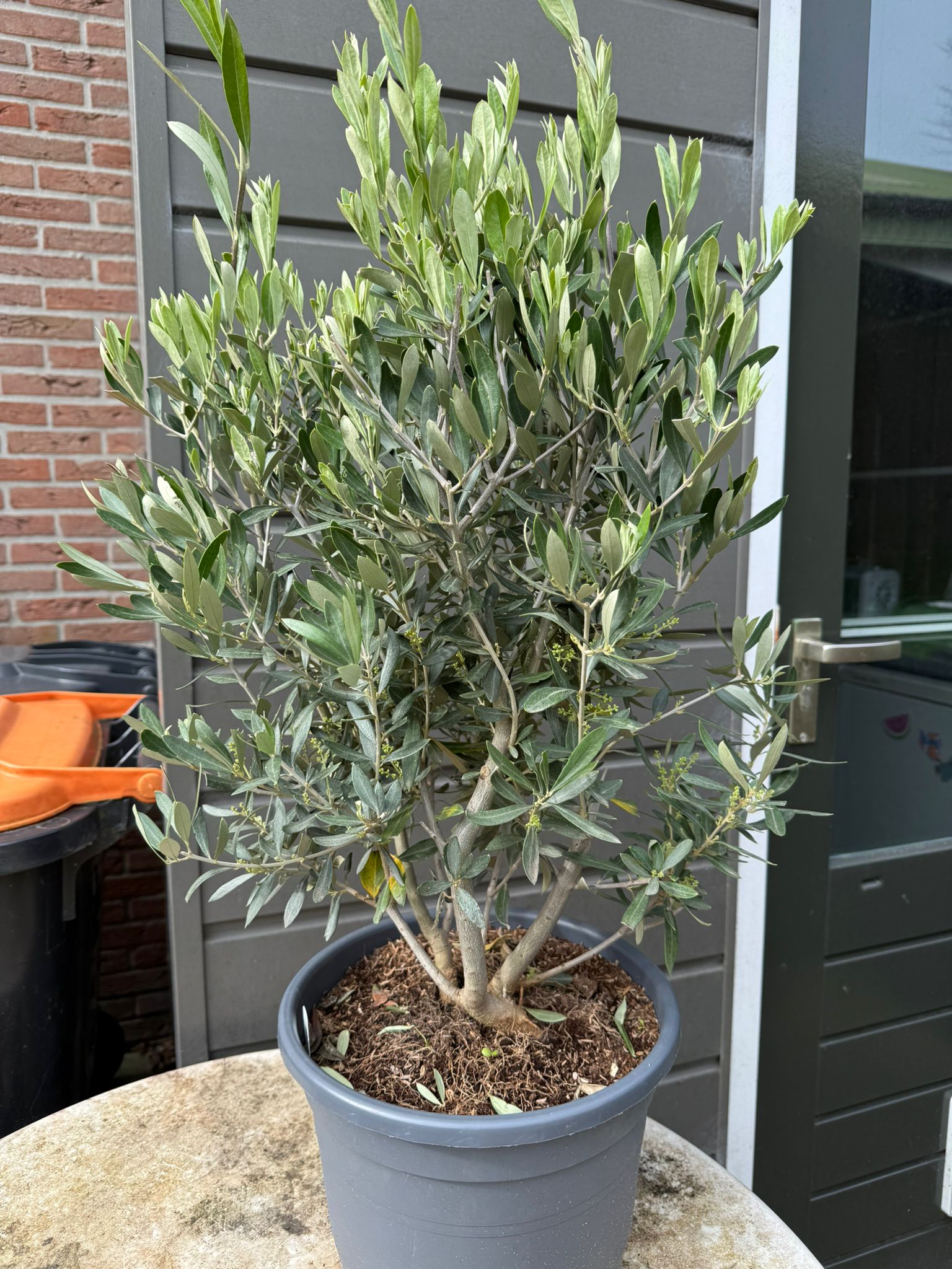 🌿 Olijfboom (70–80 cm) – Volle Mediterrane Blikvanger
