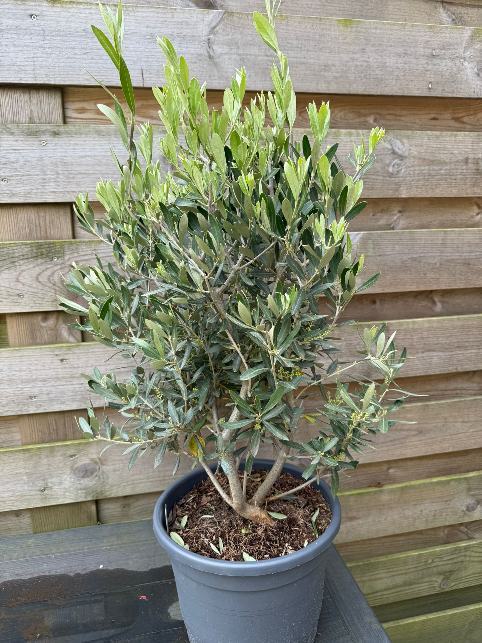 🌿 Olijfboom (70–80 cm) – Volle Mediterrane Blikvanger