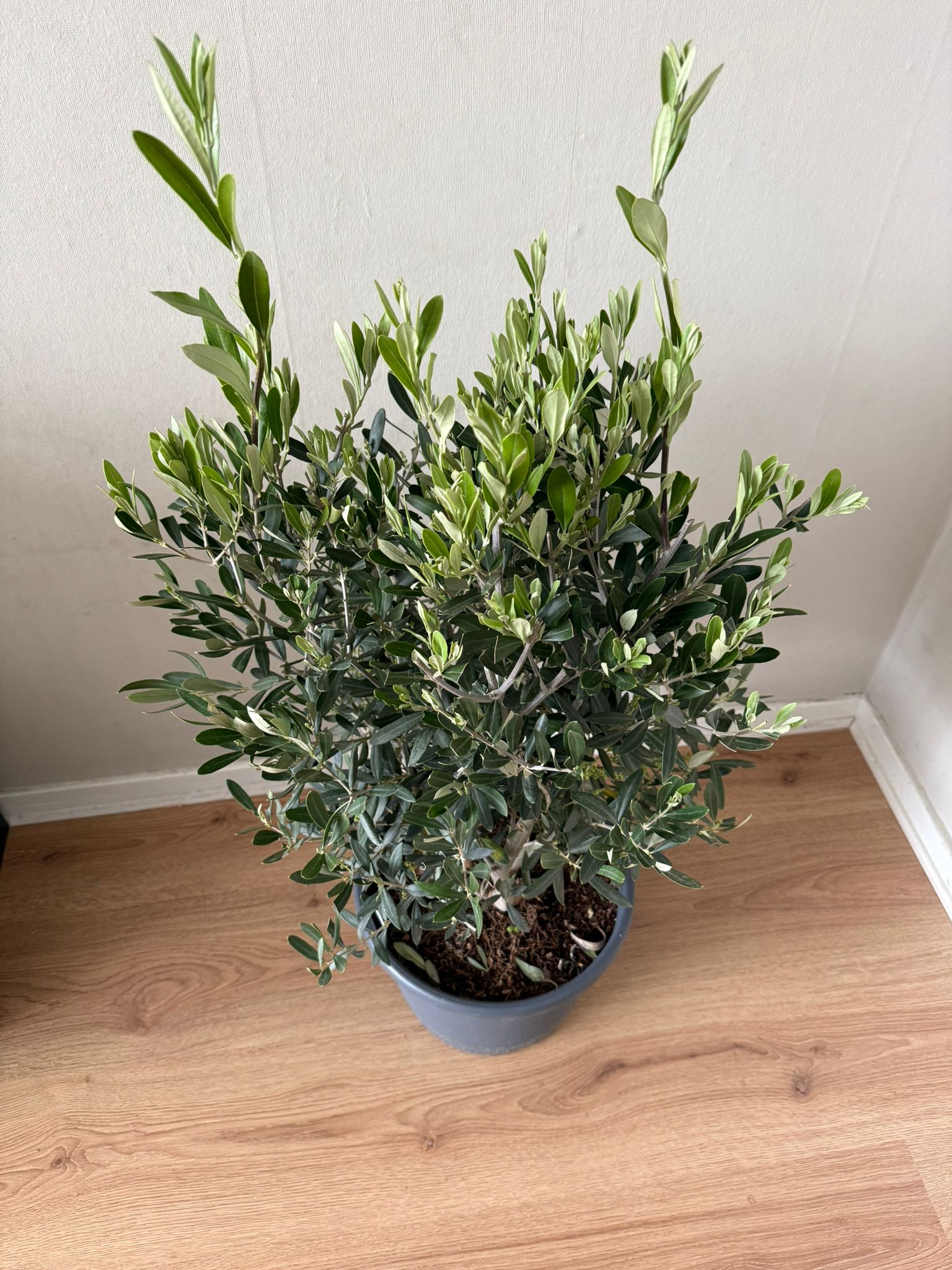 🌿 Olijfboom (70–80 cm) – Volle Mediterrane Blikvanger