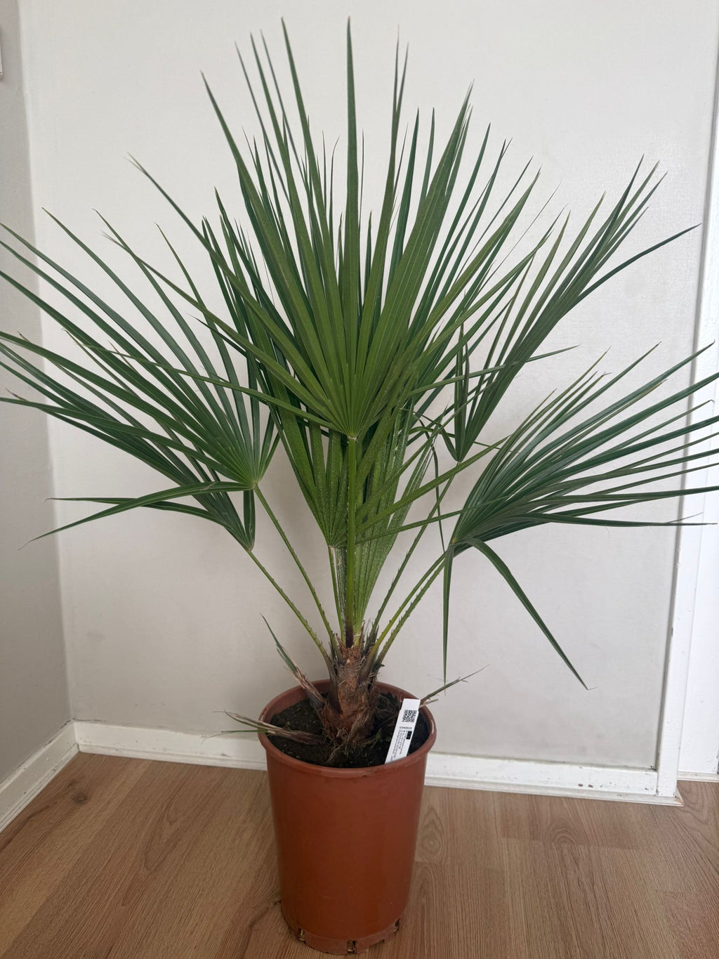 Chamaerops humilis – Compacte Winterharde Palm van 65 cm voor Tuin of Terras