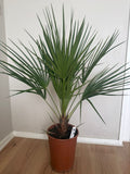 Chamaerops humilis – Compacte Winterharde Palm van 65 cm voor Tuin of Terras