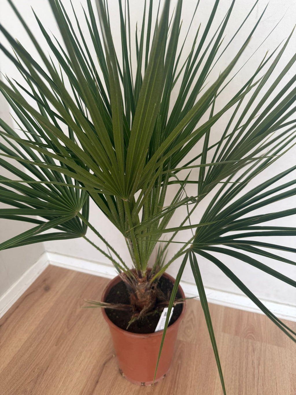 Chamaerops humilis – Compacte Winterharde Palm van 65 cm voor Tuin of Terras