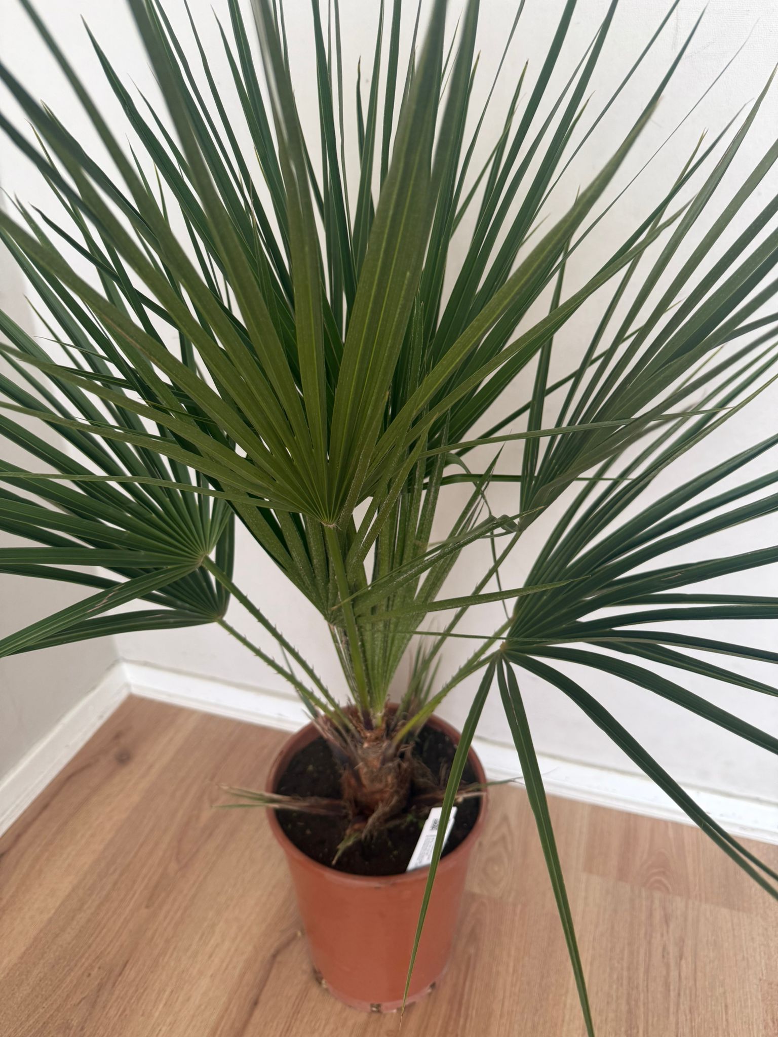 Chamaerops humilis – Compacte Winterharde Palm van 65 cm voor Tuin of Terras