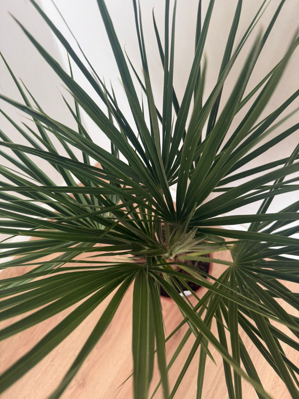 Chamaerops humilis – Compacte Winterharde Palm van 65 cm voor Tuin of Terras