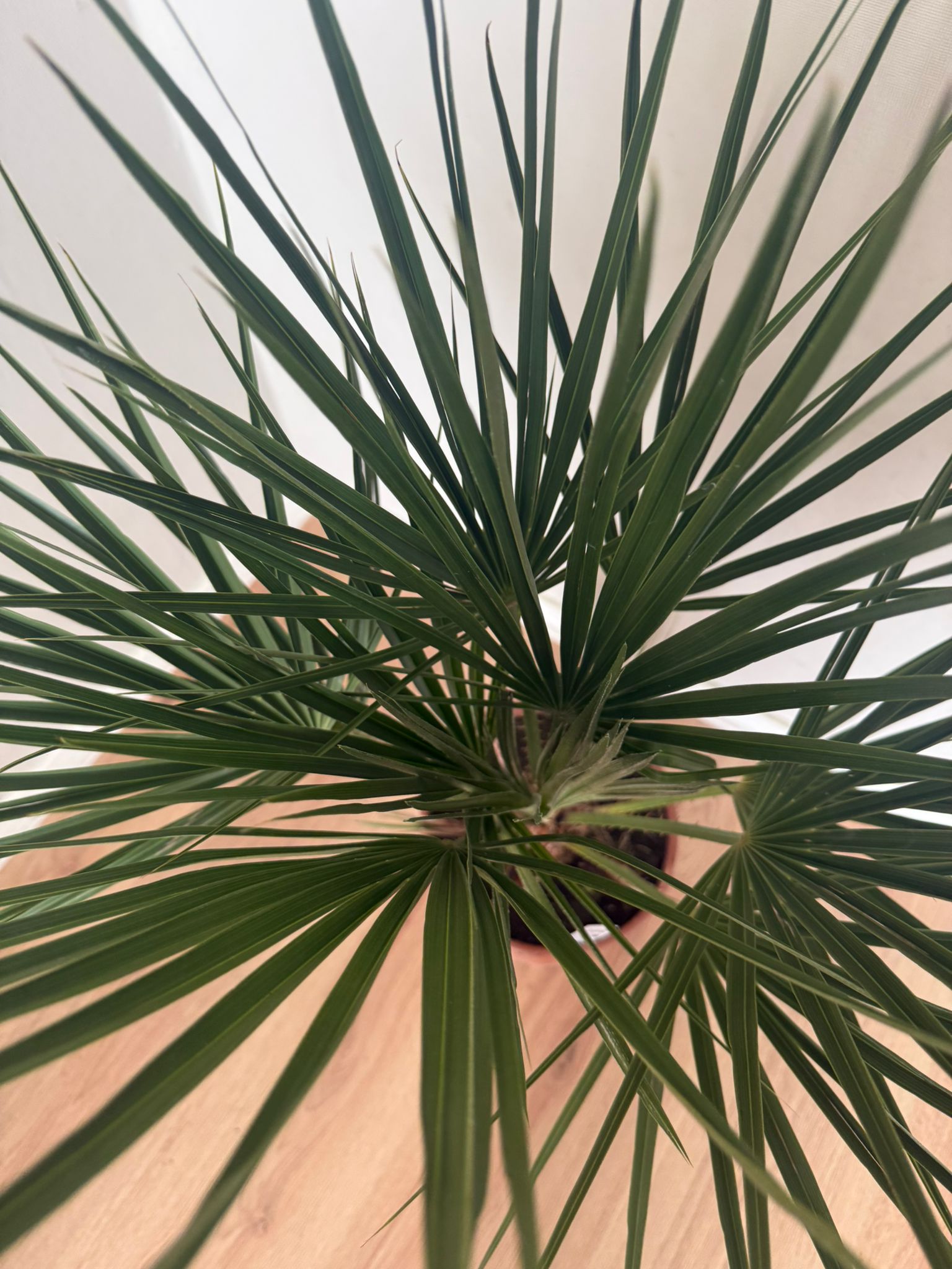 Chamaerops humilis – Compacte Winterharde Palm van 65 cm voor Tuin of Terras