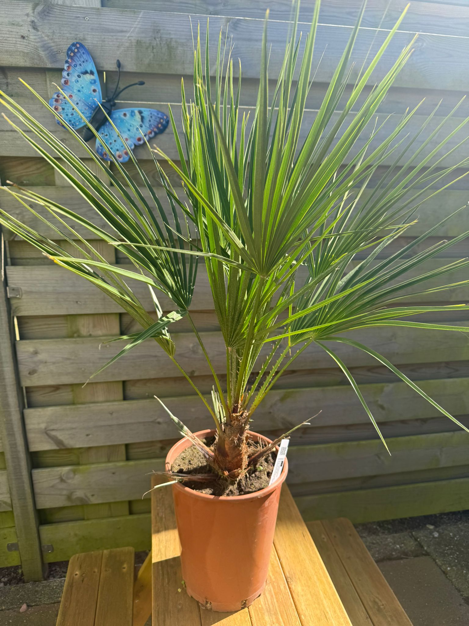 Chamaerops humilis – Compacte Winterharde Palm van 65 cm voor Tuin of Terras
