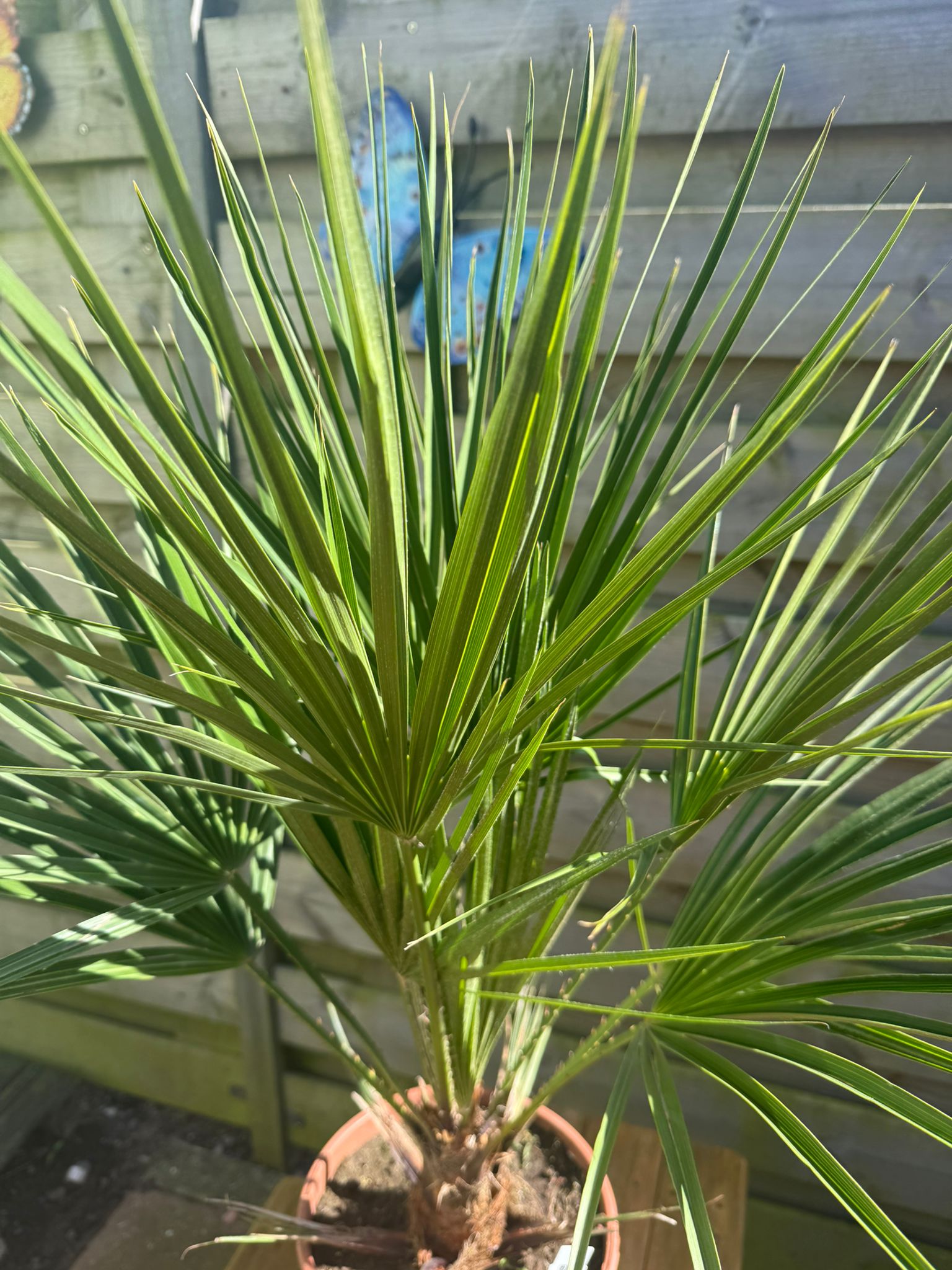 Chamaerops humilis – Compacte Winterharde Palm van 65 cm voor Tuin of Terras