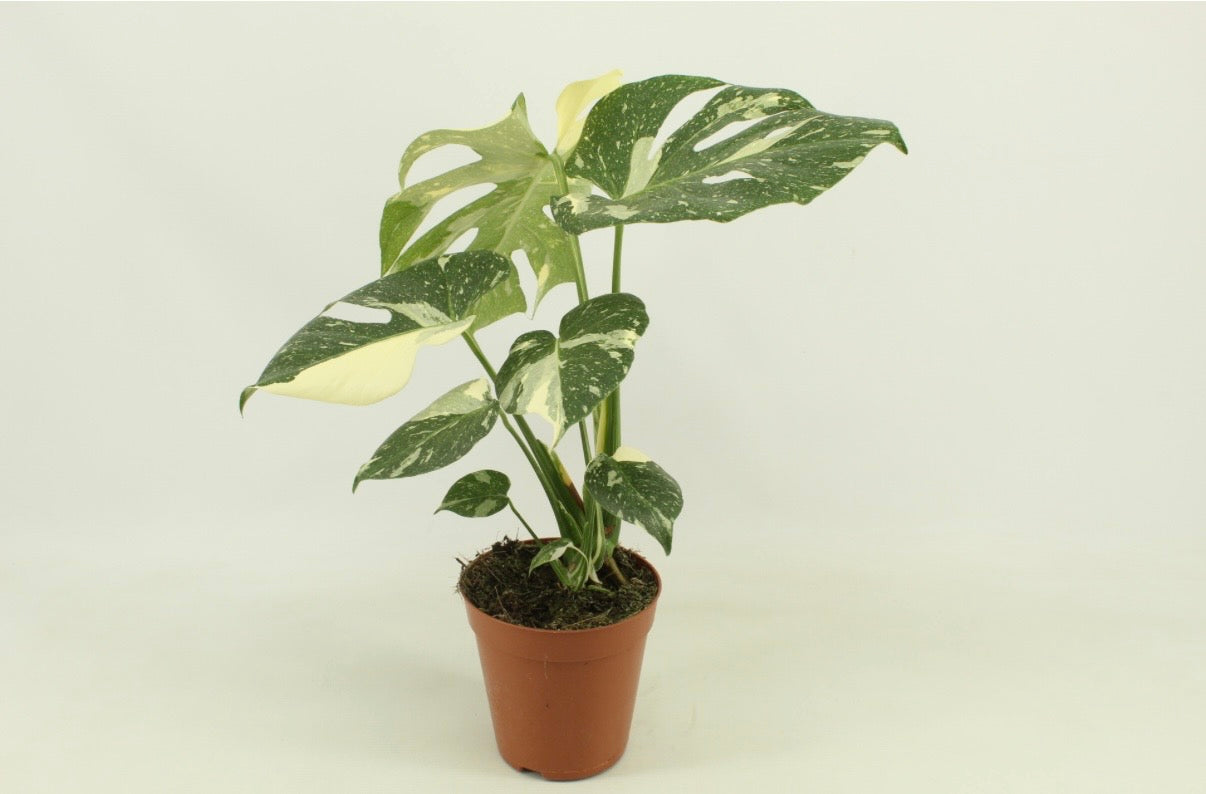 Monstera ‘Thai Constellation’ – Exclusieve Bonte Monstera van 50 cm